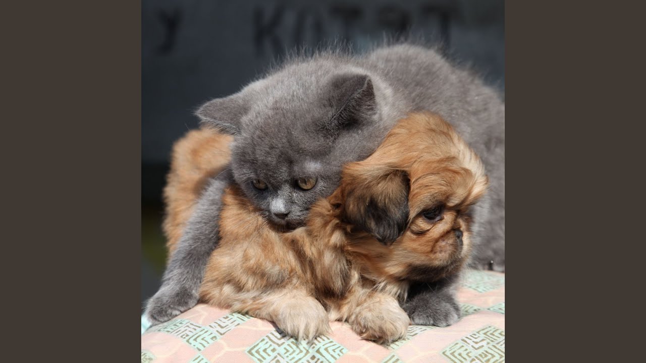 Gentle Pet Whispers: Serene Relaxation