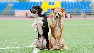Are Border Collies Prone to Obesity? by Border Collie USA No views 8 days ago 3 minutes, 36 seconds