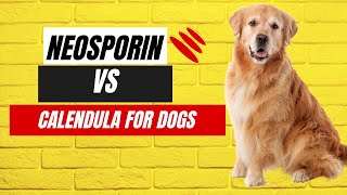🐾 Neosporin vs. Calendula for Dogs 🌼: The Ultimate Healing Guide! | Safe Pet Care Tips 🚑