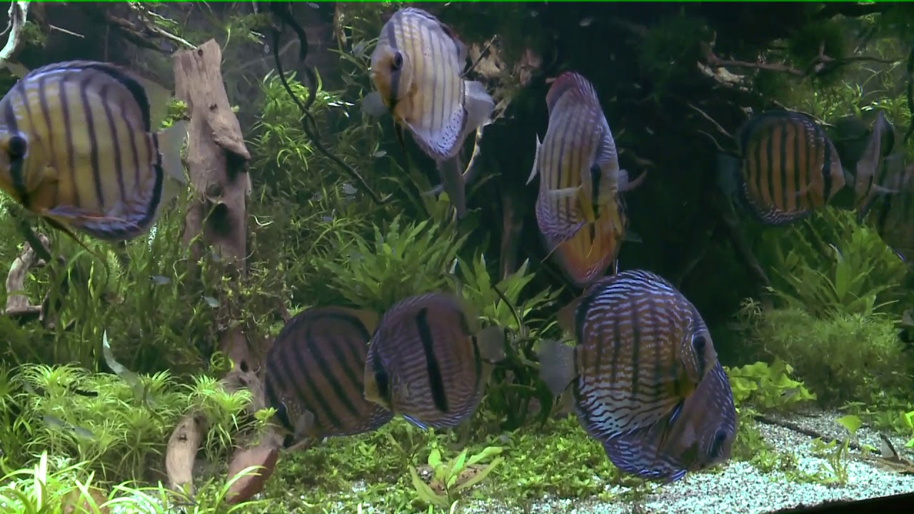 discus aquarium