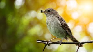 Birds singing continuously for 10 hours | Relaxing sounds from Nature | Soothing Sounds for Sleep by Gullfoss Channel 396 views 3 weeks ago 10 hours, 33 minutes