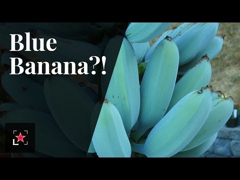 The Blue Banana has arrived! | Fine Dining Lovers