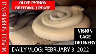 WILL MY OLIVE PYTHONS BREED THIS YEAR  2-3-22