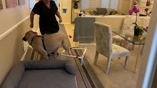 Mastiff mobility training