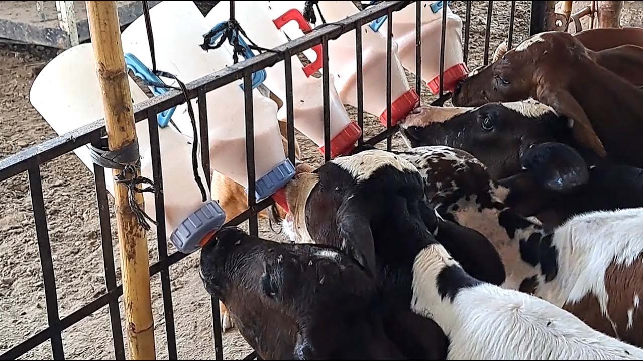 calves-milk-replacer-feeding-drmuzzammil-dr-adnan318-janibest
