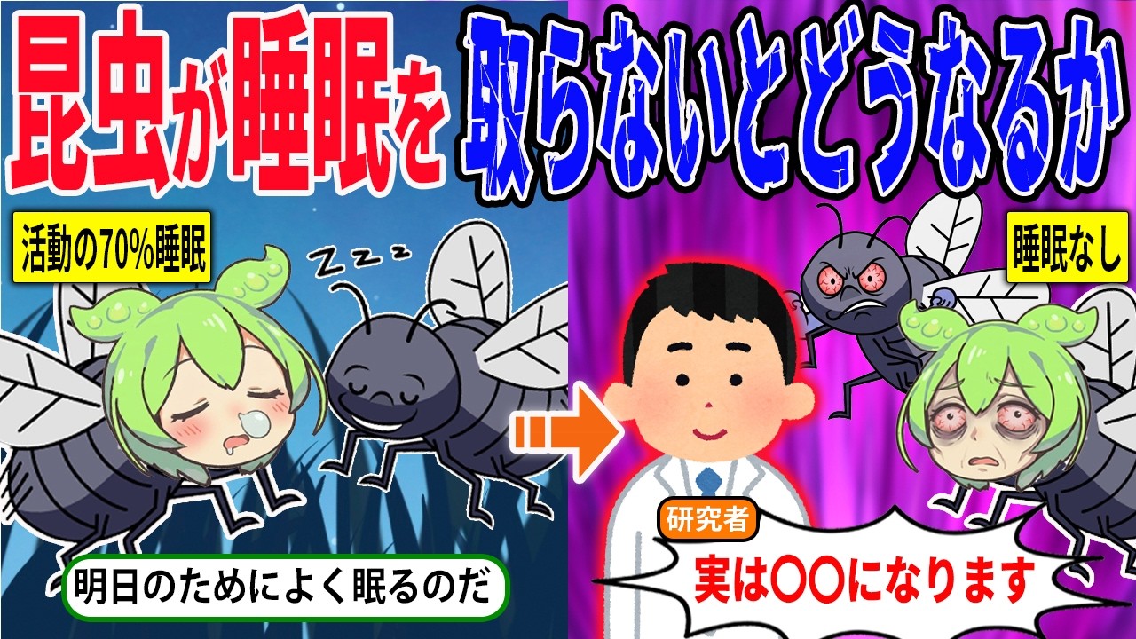 昆虫は睡眠を取らないとどうなるのか？【ずんだもん＆ゆっくり解説】