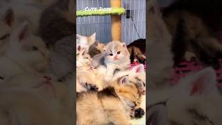 That One Kitten Don’t Wanna Sleep ❤️ #shorts #kitten #pets