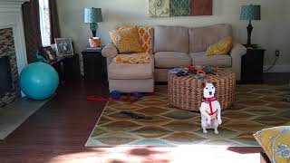 Smart Jack Russell terrier does tricks for treats.  Funny little dog!