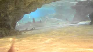 Feeding Time Shark And Ray Touch Tank