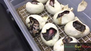 Celebrity Desert ghost x pewter clutch Wealth