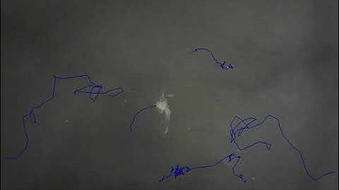 C. elegans nematode orienting to a THERMAL gradient 4