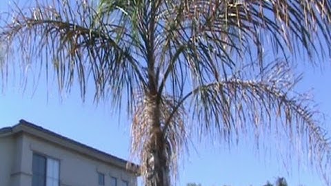 Arizona Plants - Palm Tree Pruning