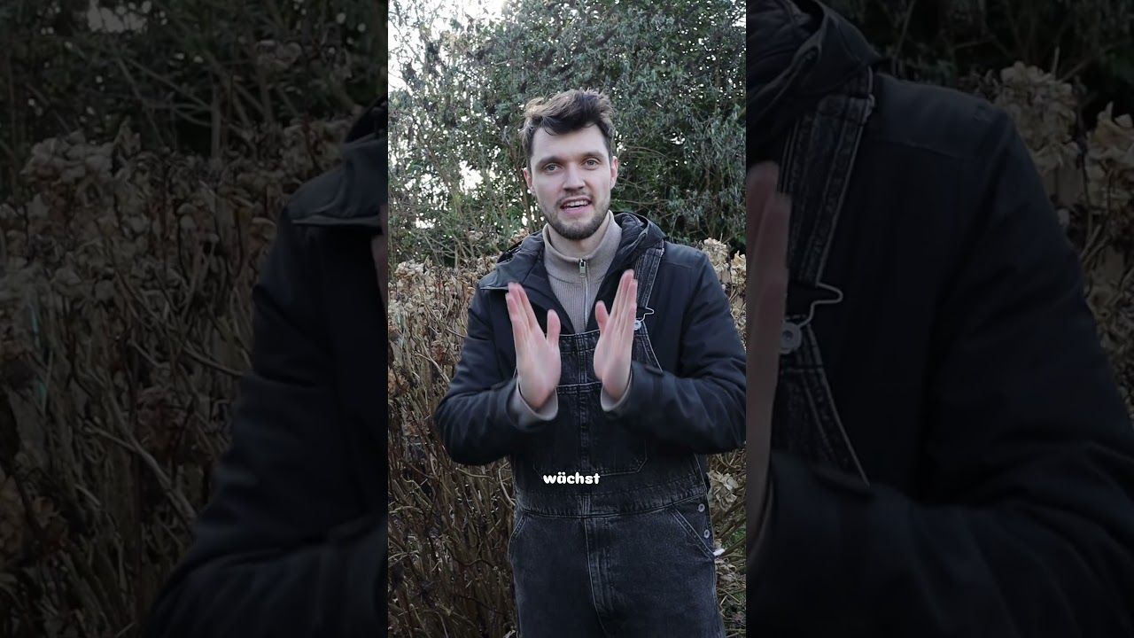 Welche Hortensien habe ich? Erkennen von Rispen- und Bauernhortensien