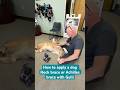 How to apply a dog Hock / Achilles brace with Gulli, the Golden Retriever