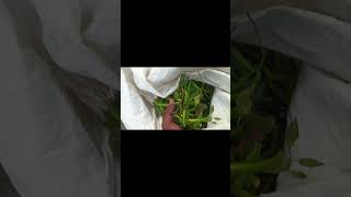 Chilli Indian farming #farming #shorts #viral