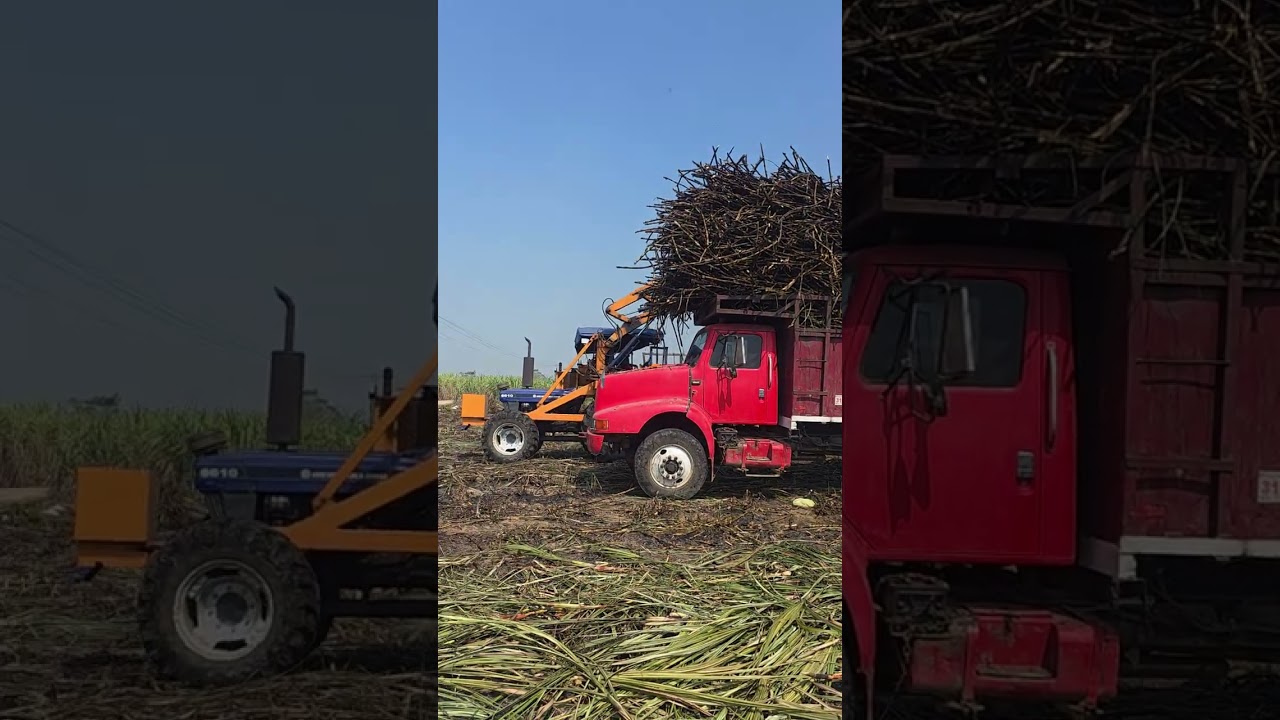 Actividades de la cosecha de caña 