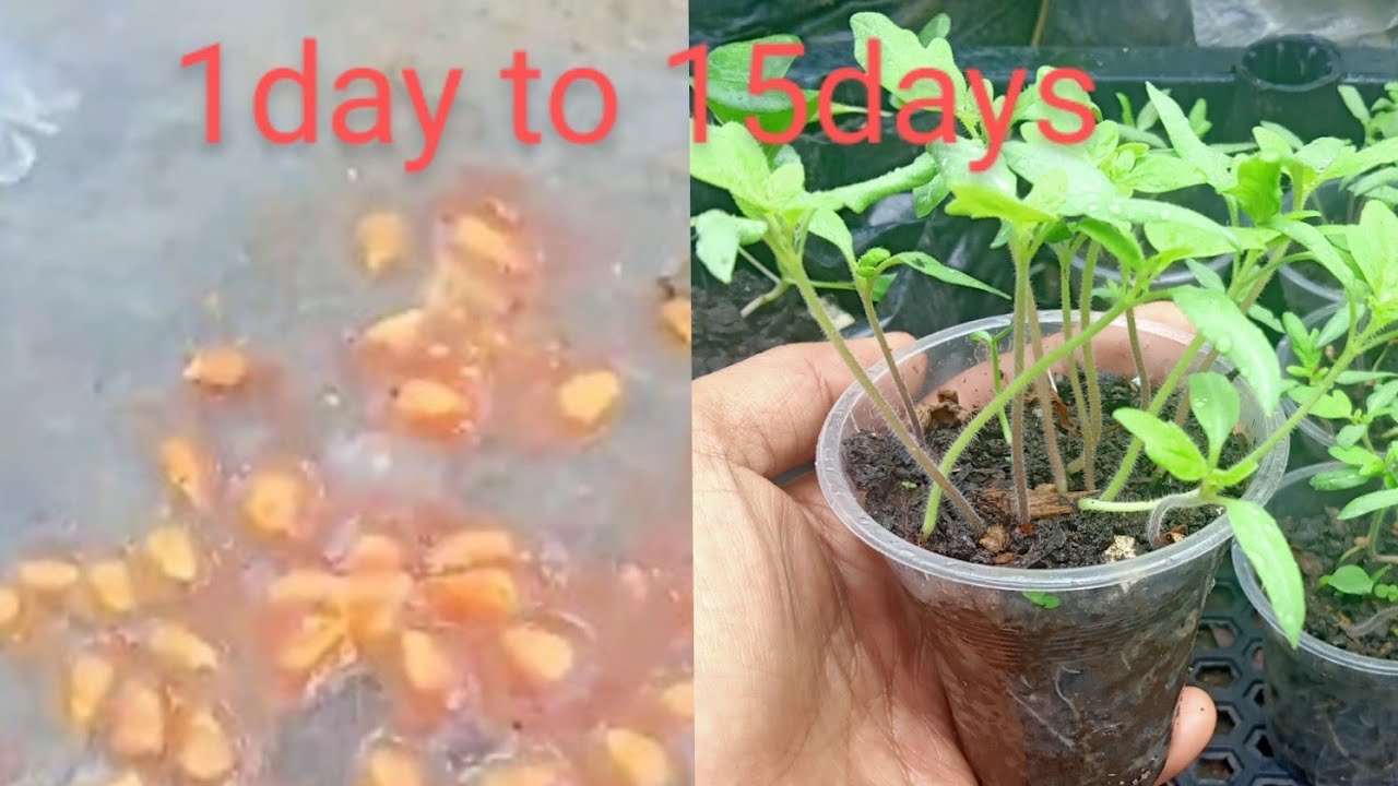 How to grow tomato from seeds 1day to 15 days pagmunla Ng kamatis