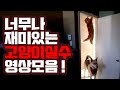09 너무나 재미있는 고양이실수 영상모음 고양이영상 고양이실수영상 재미있는 동물영상 귀여운 고양이 힐링영상 09 너무나 재미있는 고양이실수 영상모음 고양이영상 고양이실수영상 재미있는 동물영상 귀여운 고양이 힐링영상