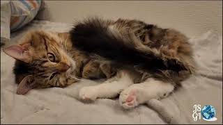 A lovely Maine Coon boy @jsglobalinvestmentinc by JS Global Investment Inc.  211 views 3 weeks ago 31 seconds