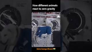 How different animals react to zero gravity #gravity #zerogravity #animal #shorts