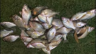 Crappie fishing in Sacramento River