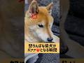 ギャップがすごいね。 #柴犬