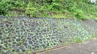 Banyak Monyet Turun Ke Tempat Wisata Bukit Sulap Di Lubuklinggau Sumatera Selatan