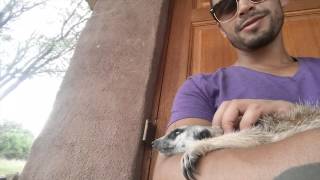 Purring meerkat likes to cuddle