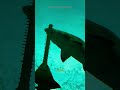 Il pesce sega non è uno squalo!