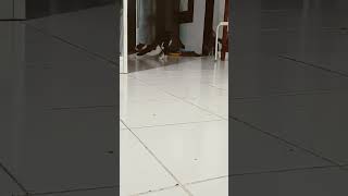 Yg Kuat Yg Berkuasacat kucing catlovers fypviral fyp short