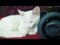 1 Hour CUTEST CAT PURRING By This Baby KITTEN | Relaxation | ASMR for Sleep