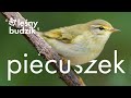 Leśny budzik - Piecuszek