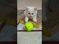 #cat #snbolly #cuteanimal #petsrule #cutecat #cute #anmals #cutekitty #kitten #cutepet