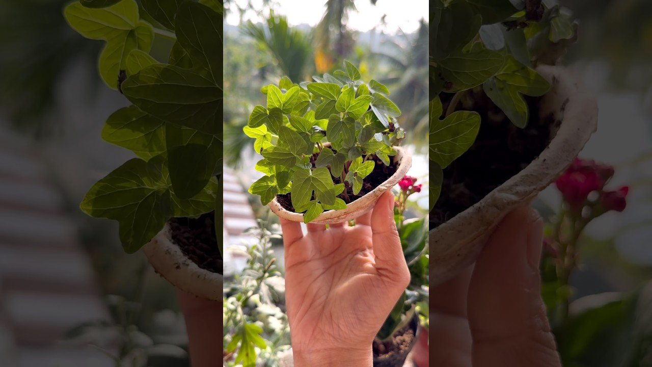 Everyone Said Online Seeds Fail… But Look What Happened! 😱🌸 