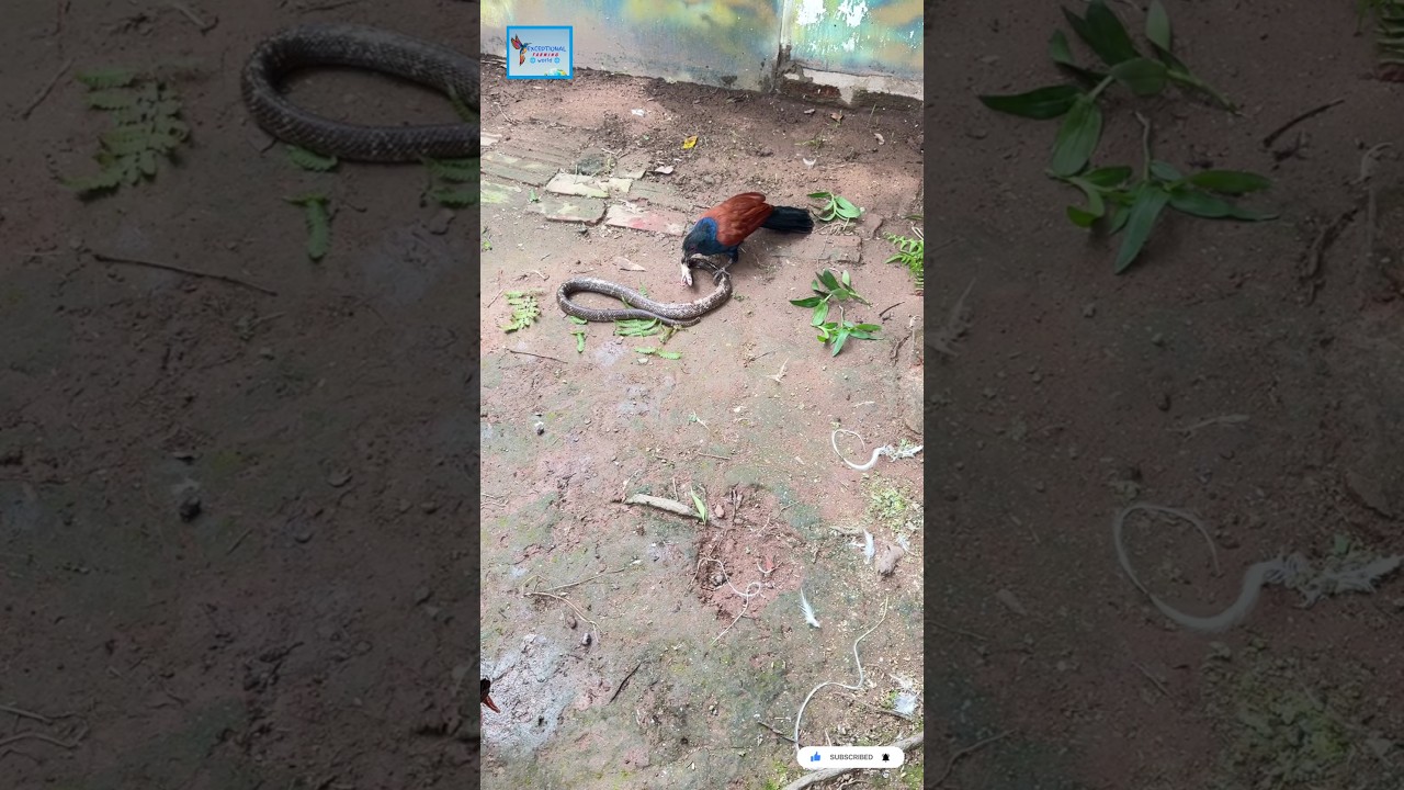 Bird & Snake Fighting 🦅vs🐍