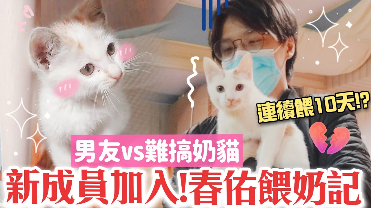【日記】我撿到小奶貓!? 男友超暖幫我"帶孩子"，吵分居後大和解🥰【愛情故事—家庭新成員篇】｜海恩 @Taipeiministorage ​ 縮圖