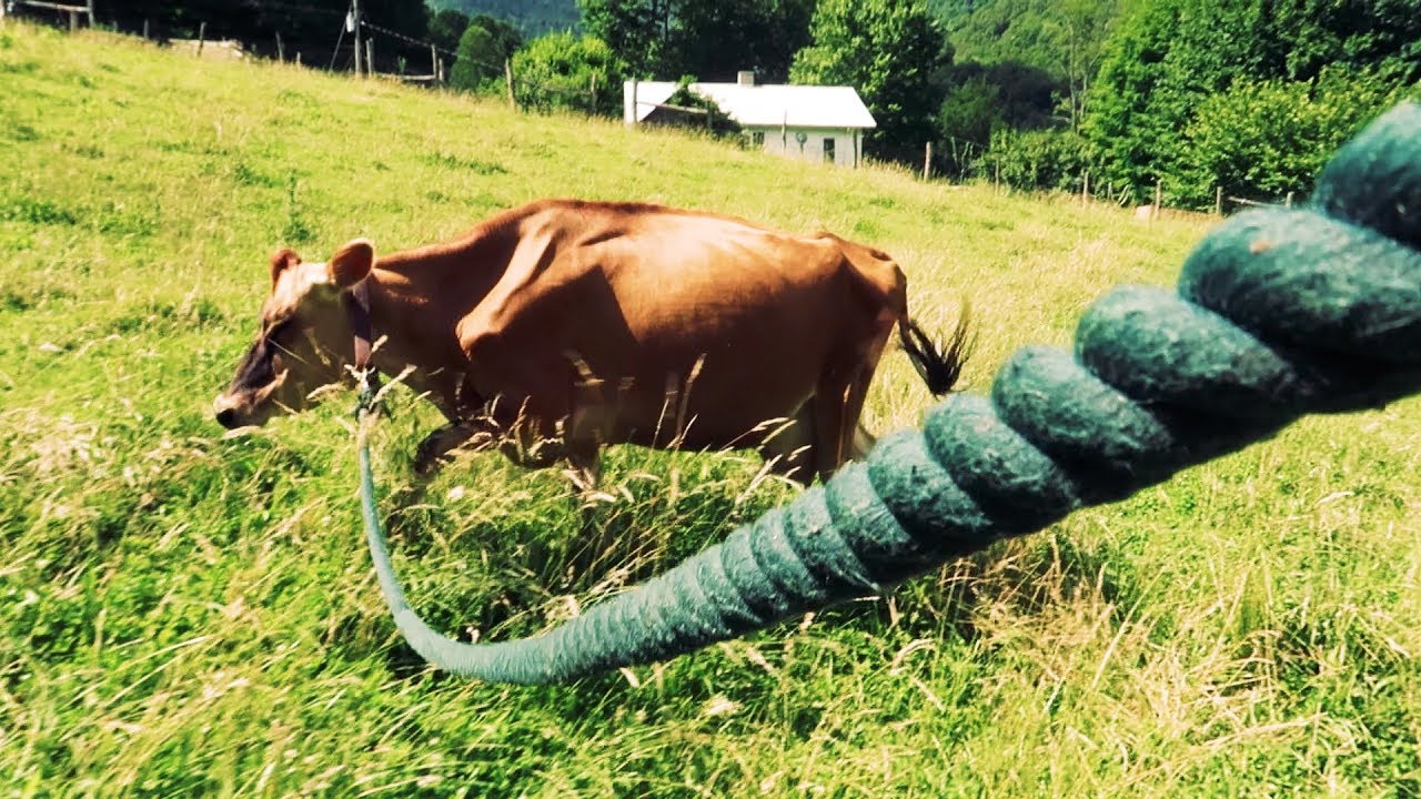 We Tricked Our Cow To Get More Cream