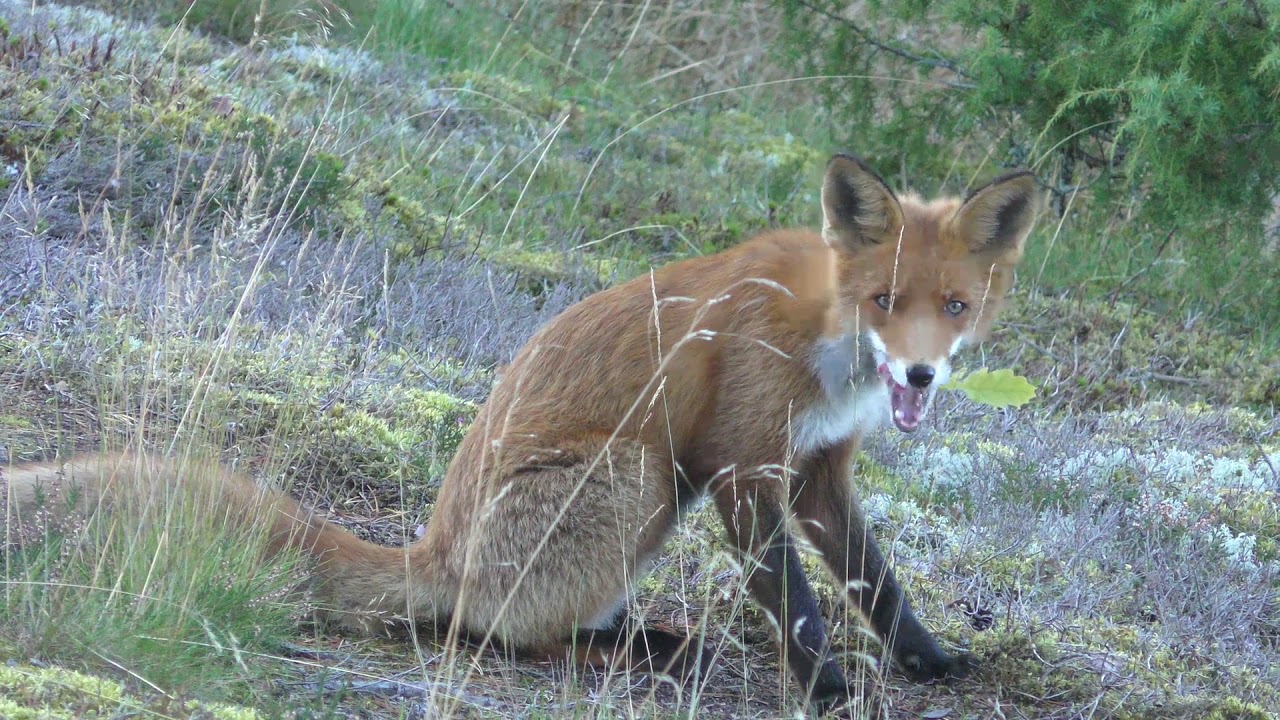 The red fox in the jungle nature and wildlife - YouTube