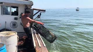 Catching lobsters in green water. Will an algae bloom chase the lobsters away?