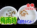 （#金魚）#らんちゅう ブリーダーの飼育記録No.77（梅雨時の飼育ポイント！ ）