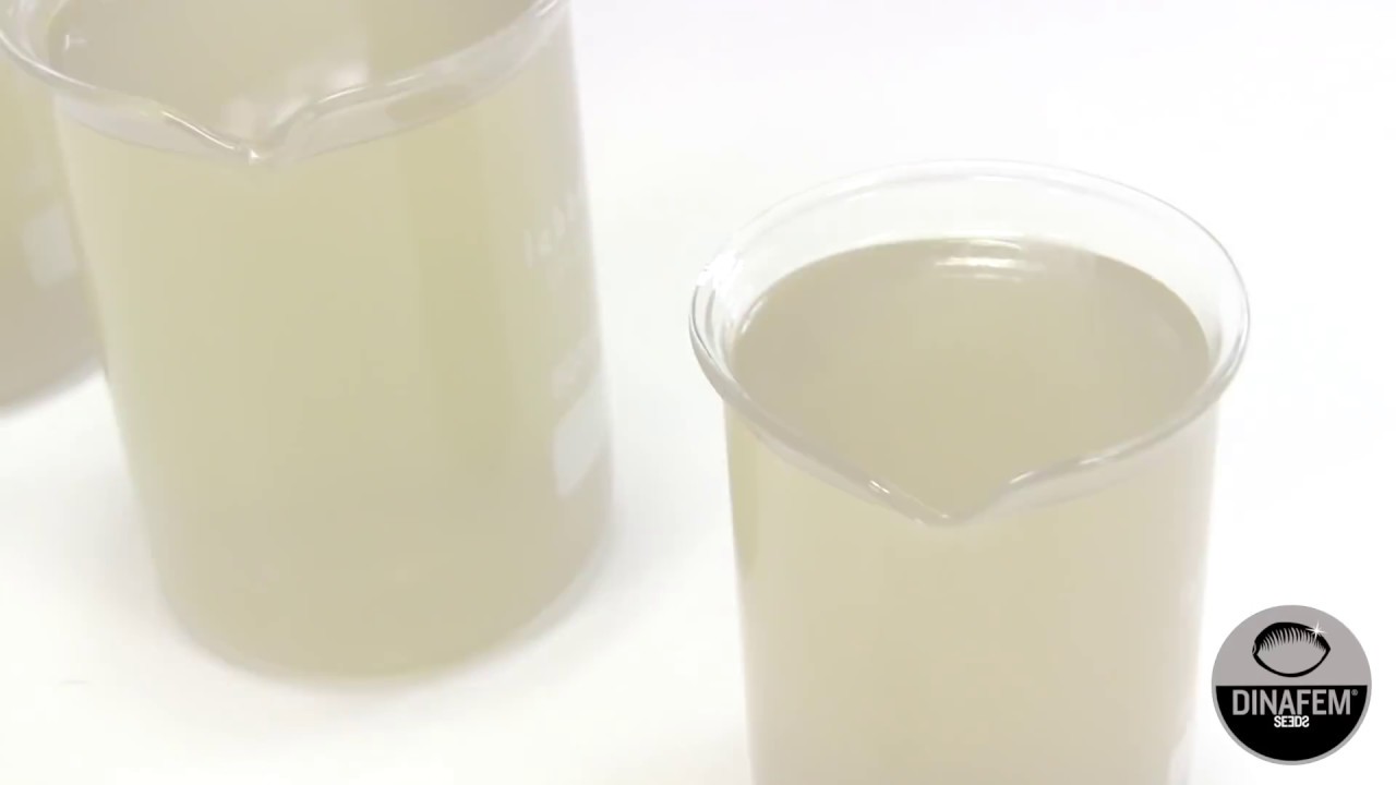 Extracción medicinal de aceite de marihuana rica en CBD con Etanol absoluto por Dinafem Seeds