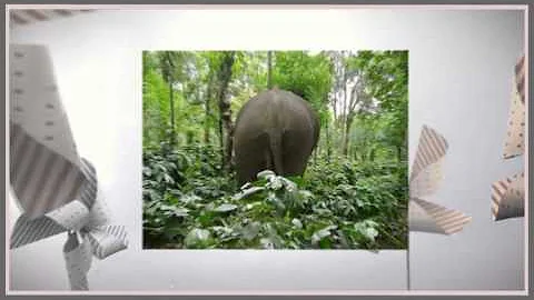 "When Elephants Snore" by Barbara O Jacobsen