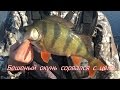 Рыбалка в Астрахани. Камызякский район. Апрель 2017. Часть 2 (щуки, окуни)