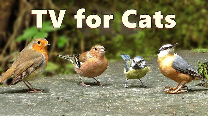 Cat TV Birds ~ Captivating Birds for Cats to Watch