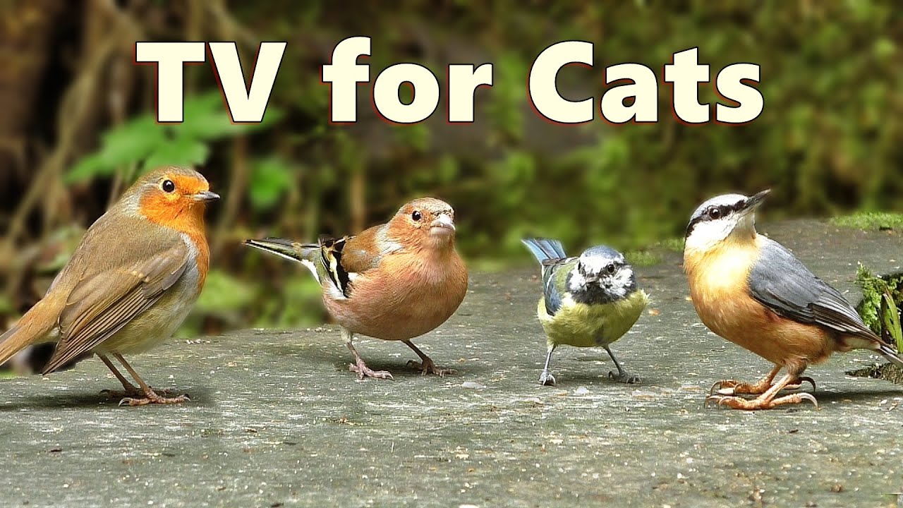 ⁣Cat TV Birds ~ Captivating Birds for Cats to Watch