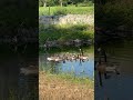 Canada Goose Parents Teaching Their Young