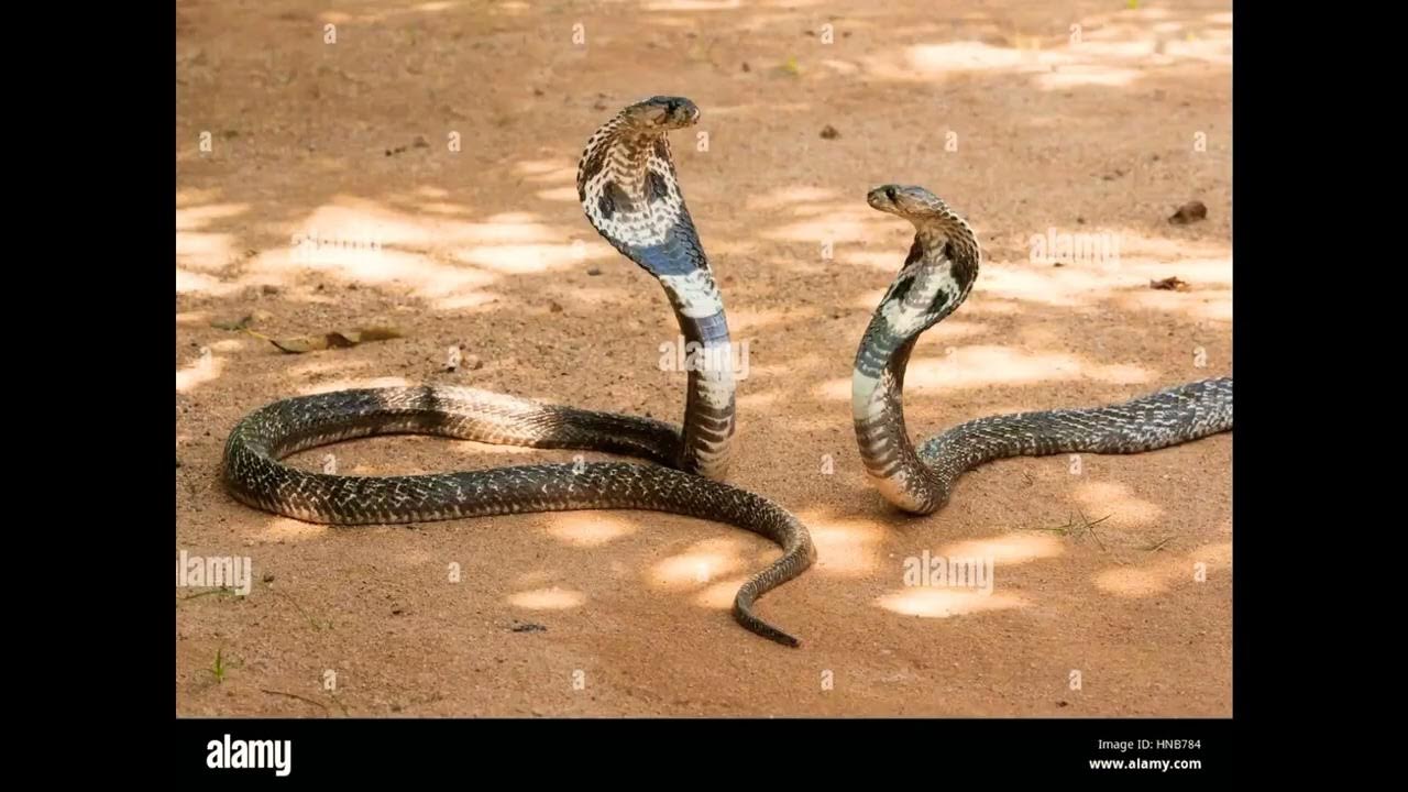 The cobra is a common poison