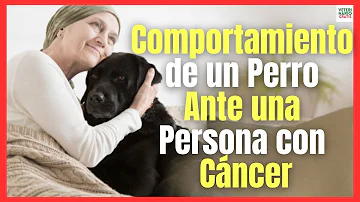 ¿Cómo actúa un perro ante una persona enferma?