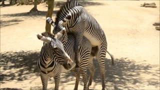 Zebra Mating
