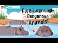 Dangerous Animals and Their Misconceptions